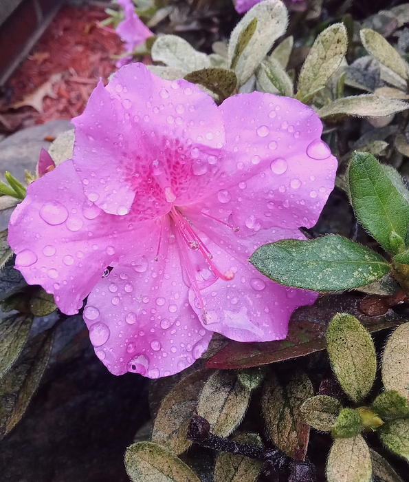 Marine B Rosemary - Azalea Flower after Rain