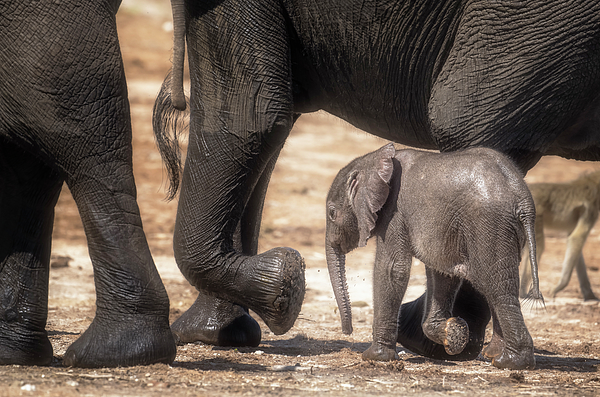 Joan Carroll - Baby Elephant Walking Among Giants Botswana Africa