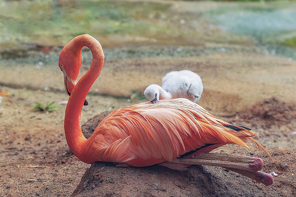Steve Rich - Baby Flamingo 14 Days Old 2