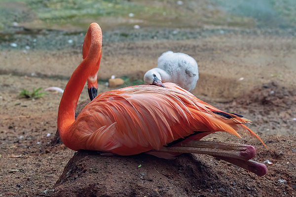 Steve Rich - Baby Flamingo 14 Days Old 3
