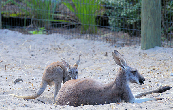 Sheri Fresonke Harper - Baby Kangaroo with Parent in Sand at Brevard Zoo Florida