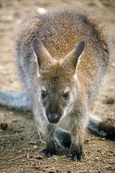 https://images.fineartamerica.com/images/artworkimages/medium/3/baby-kangaroo-x2-les-classics.jpg