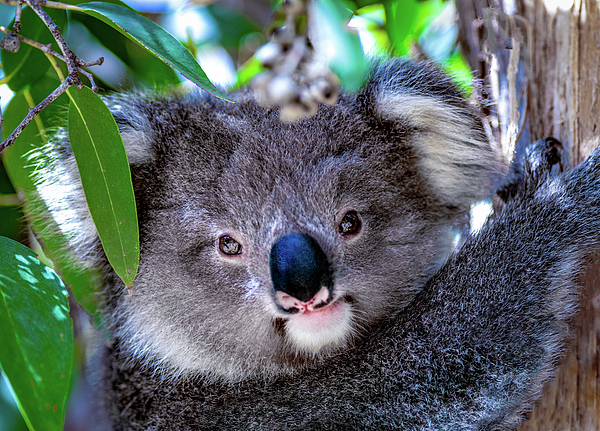 Baby Koala Fleece Blanket by Rajh - Pixels