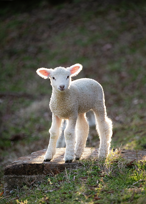 Rachel Morrison - Baby Sheep in the Springtime