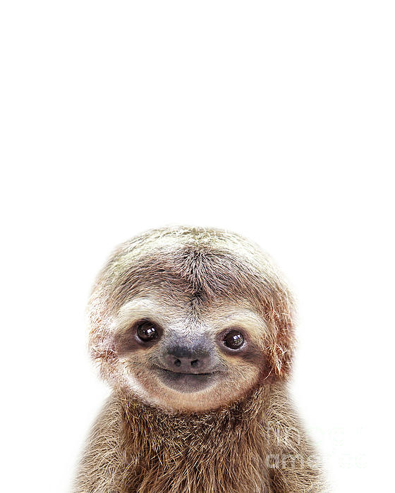 Slothy (@slotha) / X