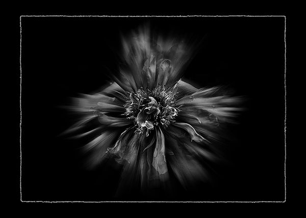 Brian Carson - Backyard Flowers In Black And White 49 Flow Version with Border