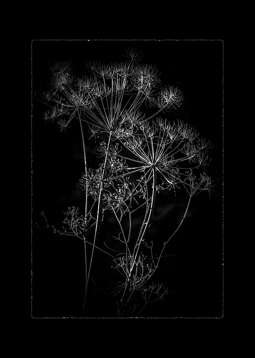 Brian Carson - Backyard Flowers In Black And White 87 with Border