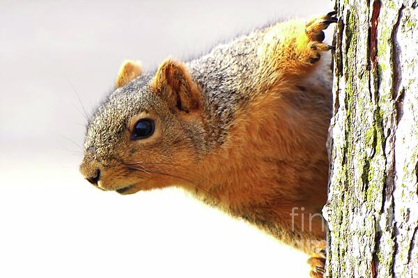 Scott Mason - Backyard Squirrel Peers Around Tree
