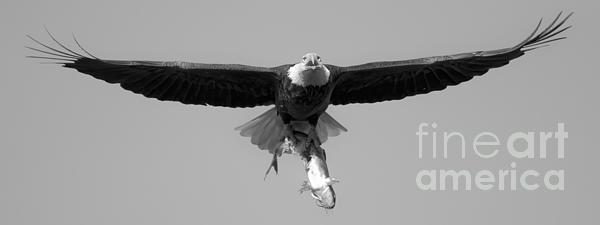 Bald Eagle Crusing Wtih A Catfish Black And White iPhone 11 Pro