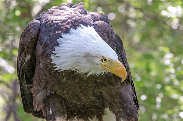 bald eagle head mask