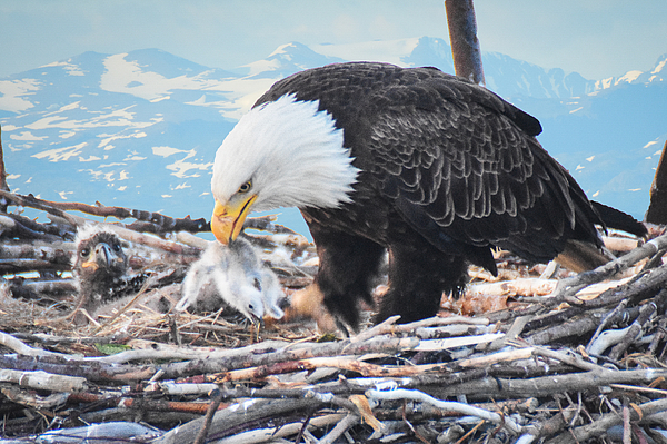Ed Stokes - Bald Eagle feeding Chick