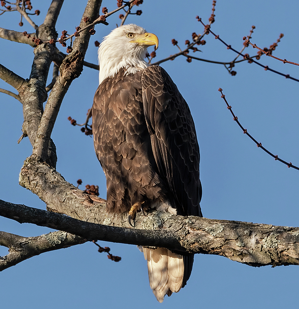 Bald Eagle in Jersey iPhone Case by Scott Miller - Scott Miller - Artist  Website