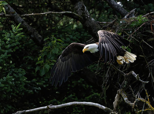 Barbara Sophia Photography - Eagle Taking Flight