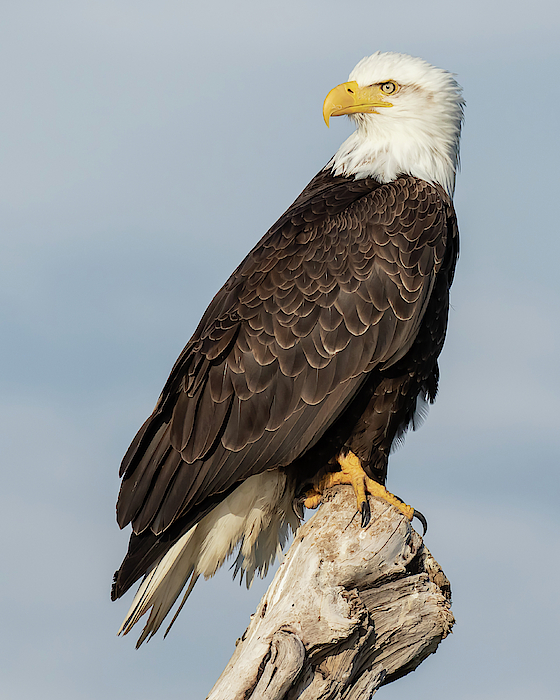 Eagles in peril: Lead poses unseen danger to both birds and humans