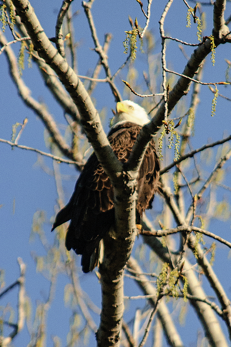Wildlife Photographs