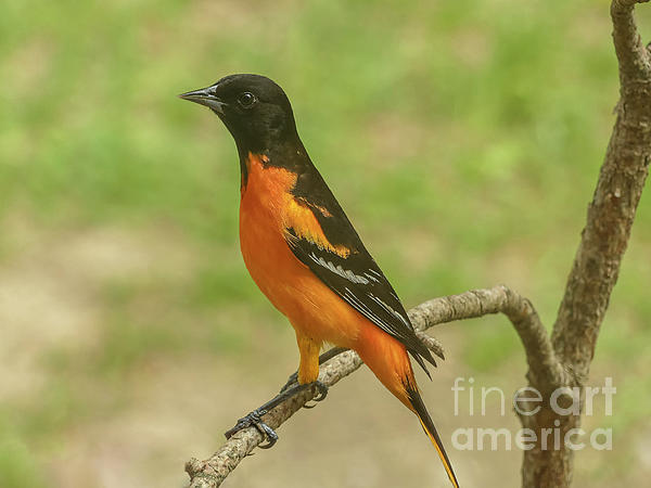 Orioles to fill position for official Bird Bath Performer after