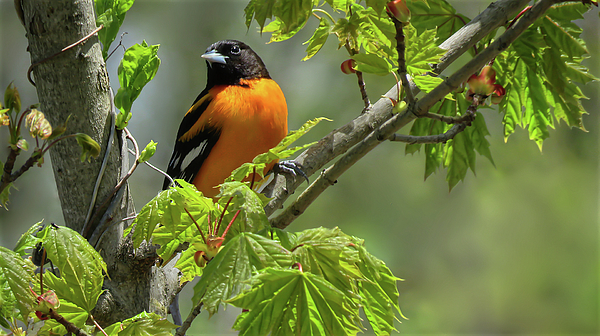 IN, Maple Orioles - Spirit Wear for Trendy - Youth Sizes