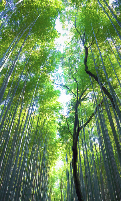 Joan Carroll - Bamboo Forest Kyoto Japan Artistic