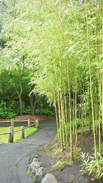 Masha Batkova - Bamboo in Japanese Garden