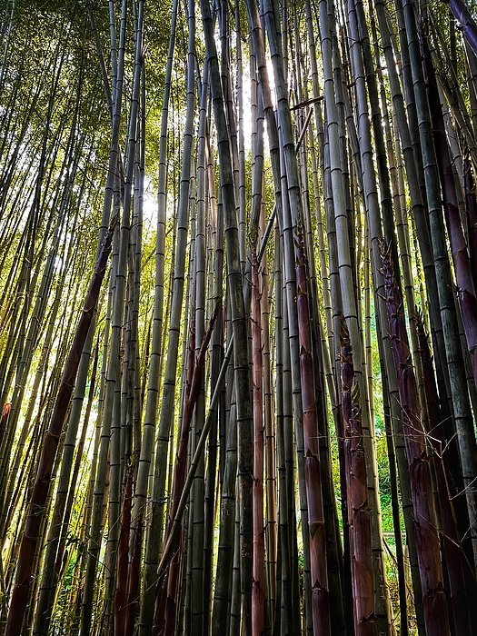 JHolmes Snapshots - Bamboo