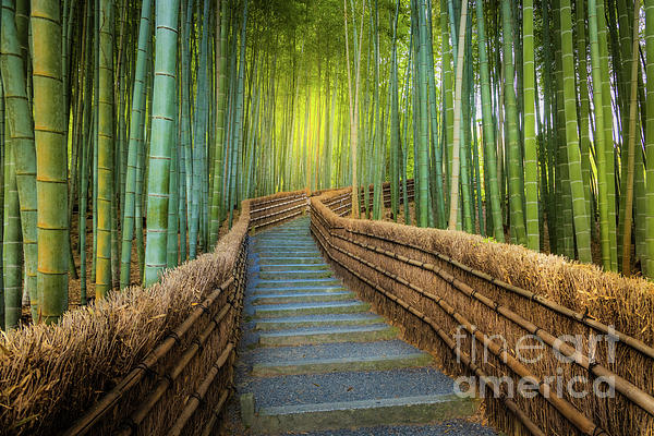 Inge Johnsson - Bamboo walkway