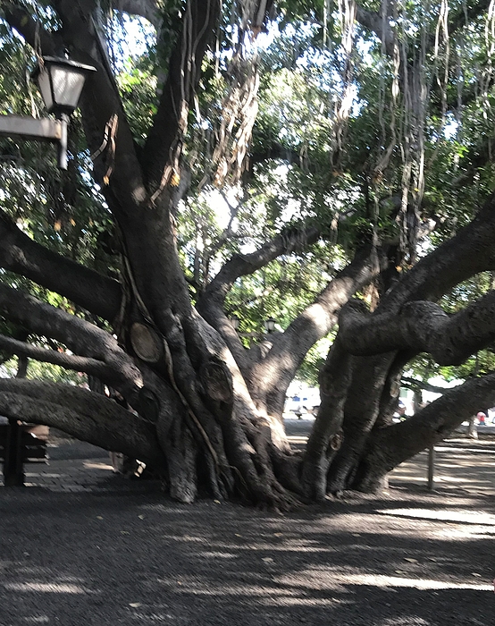 Mary Aldorasi - Banyan tree