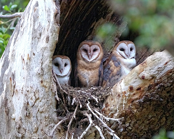 Leslie Reagan - Barn Owl Baby Triplets