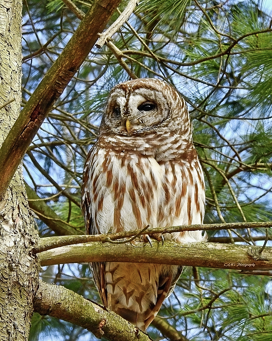 Carmen Macuga - Barred Owl in Evergreen