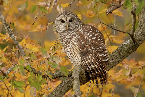 Julie Barrick - Barred Owl in Fall Color