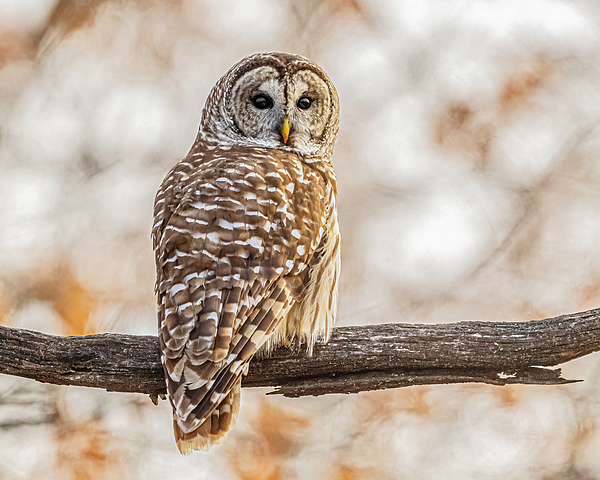 Morris Finkelstein - Barred Owl In Winter
