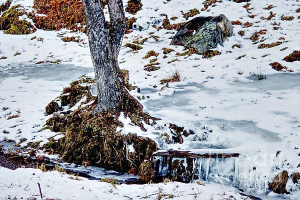 https://images.fineartamerica.com/images/artworkimages/medium/3/base-of-a-tree-trunck-in-the-frozen-stream-in-winter-celine-bisson.jpg