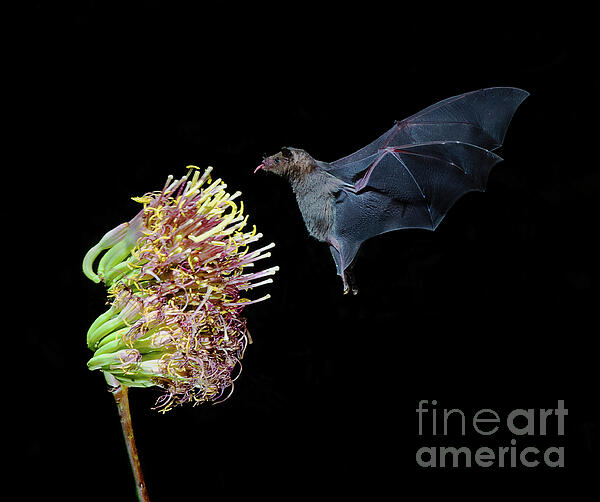 Priscilla Burgers - Bat Feasting on Century Plant Flower