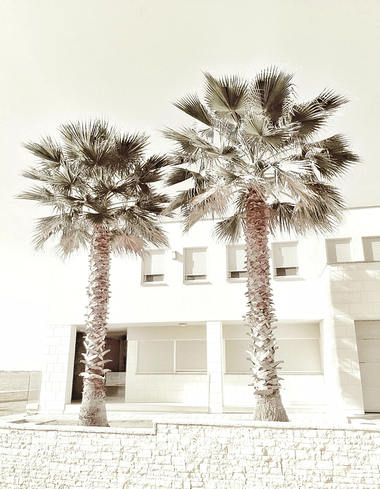 Antonia Surich - Beach House With Two Palm Trees. Minimalist Modern Photograph