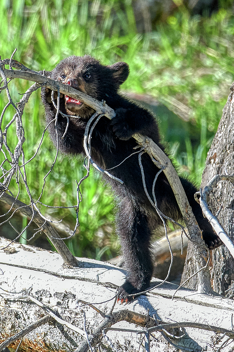 https://images.fineartamerica.com/images/artworkimages/medium/3/bear-cub-paul-freidlund.jpg