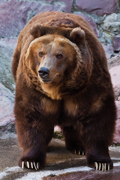 Bear is watching. Huge powerful brown bear close up strong beas