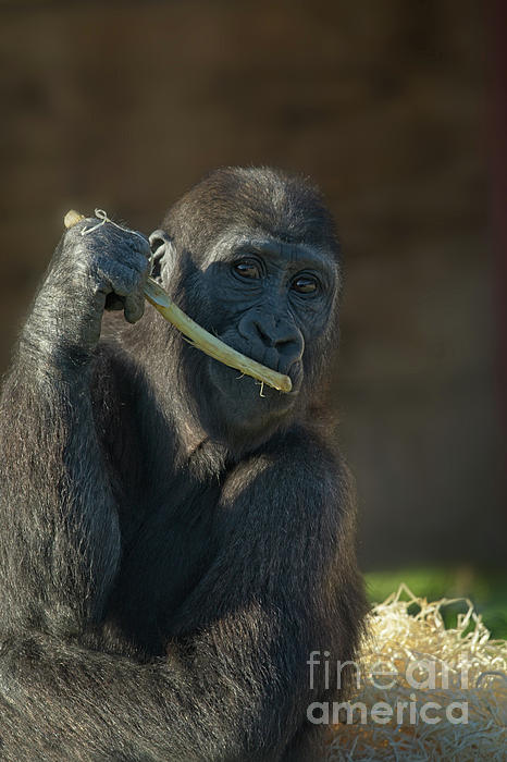 Cute Baby Gorilla Shower Curtain for Sale by rawshutterbug