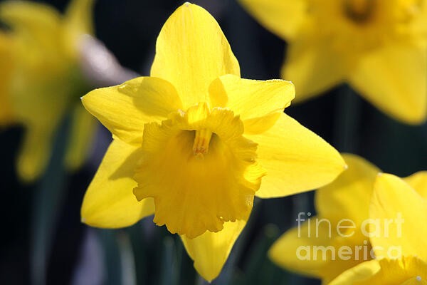 Brian Baker - Beautiful Backlit Daffodil