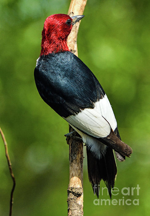Cindy Treger - Beautiful Backside of a Red-headed Woodpecker