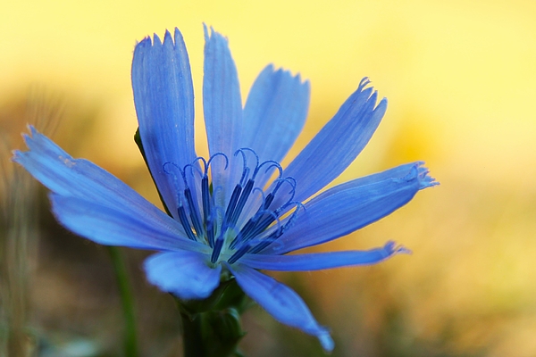 Kerstin Epifanio - Beautiful Blue Chicory Wildflower
