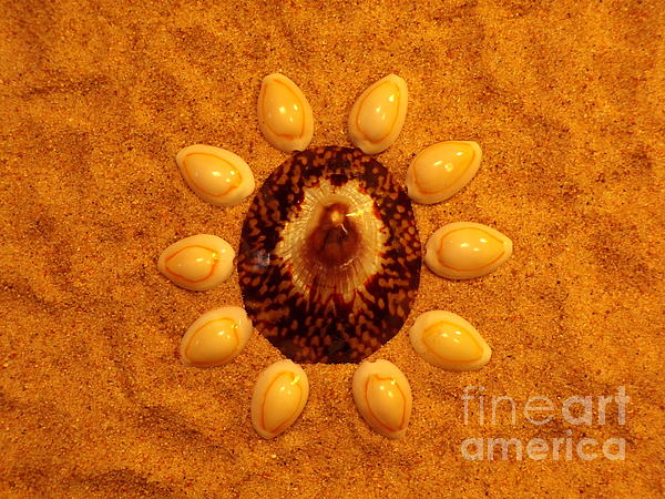 Four cowrie shells Our beautiful pictures are available as Framed Prints,  Photos, Wall Art and Photo Gifts