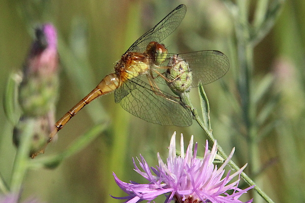 Brian Baker - Beautiful Dragonfly on Wildflower