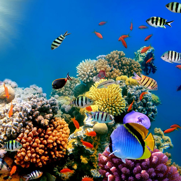350 Piece Round 14 Inch Jigsaw Puzzle Colorful Tropical Ocean Reef Fish for sale online 
