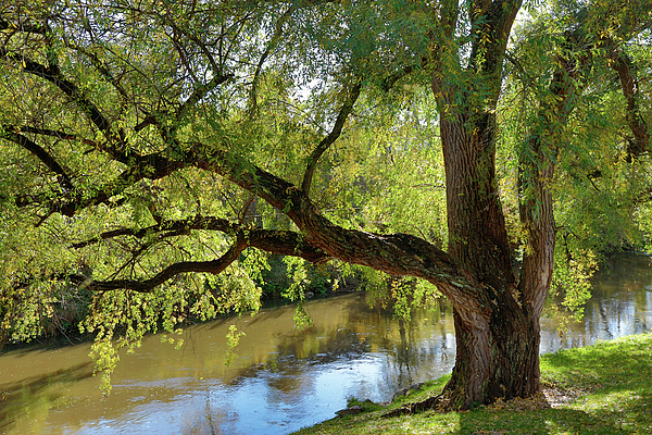 Sandi OReilly - Beautiful Oak Tree By The Stream