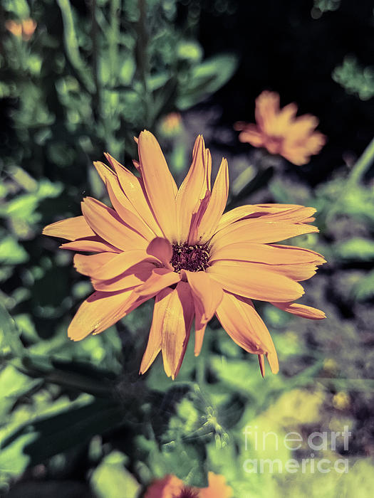 Beautiful orange flower in summer Spiral Notebook by Ingo Menhard