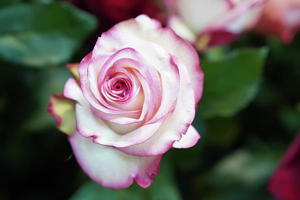 Aarti Bartake - Beautiful pastel pink rose 