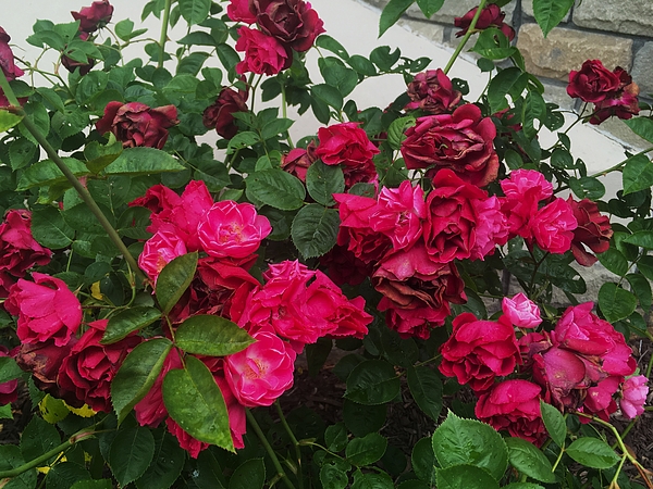 Thomas Brewster - Beautiful pink roses