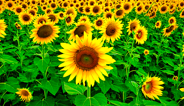 Peter Cole - Beautiful Sunflowers
