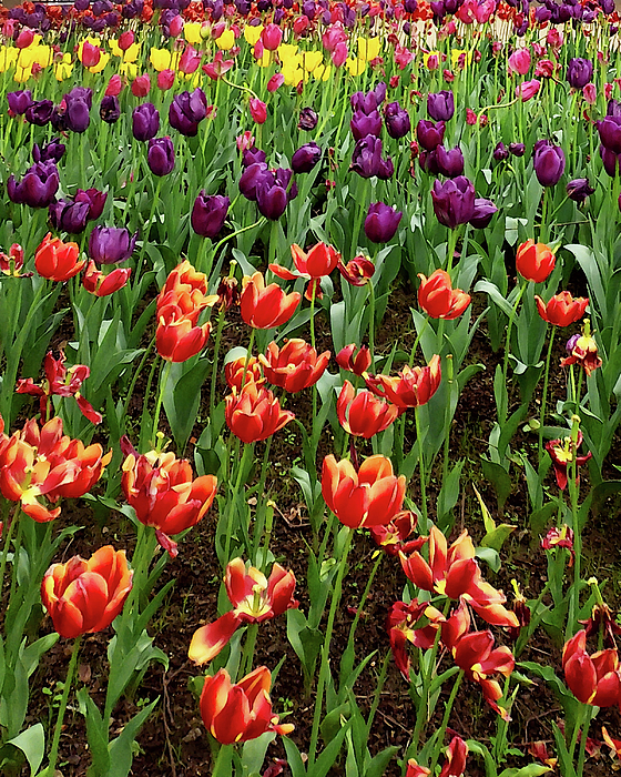 Irina Sztukowski - Beautiful Tulip Garden Flowerbed Of Purple Red Yellow Tulips 