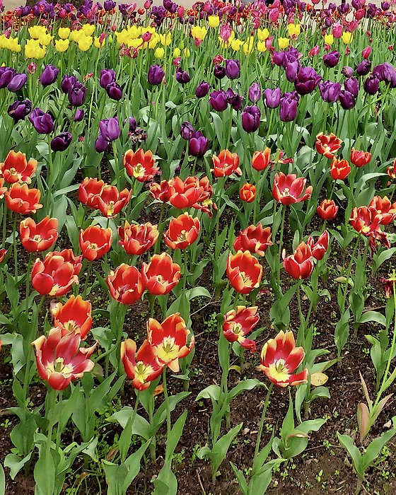 Irina Sztukowski - Beautiful Tulip Garden Flowerbed Of Red Purple Yellow Tulips 