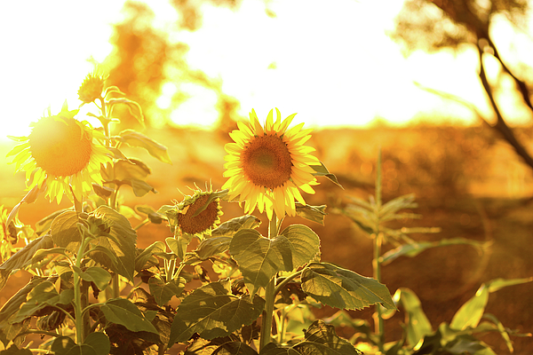 Sunflower Garden Mat